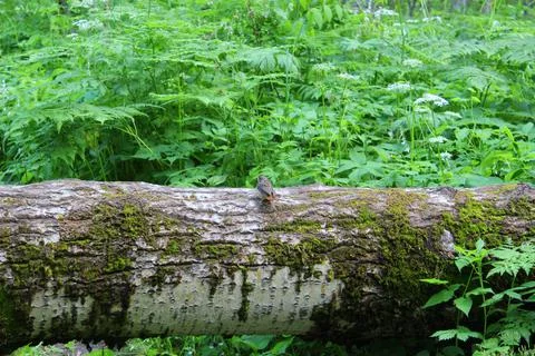 A log across the road, a tree fell on the road . Natural green fern in the Stock Photos