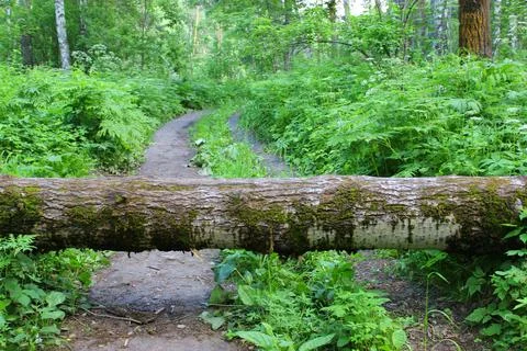 A log across the road, a tree fell on the road . Natural green fern in the Stock Photos