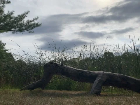 Log and a Gloomy sky Stock Footage 214093701