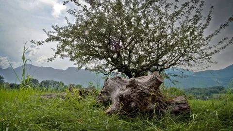 Log and a tree Stock Footage 94713973