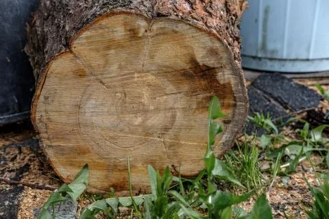 Log of apple tree. Stock Photos