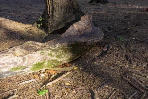 A log from ate in the forest on the ground in the fall 스톡 사진