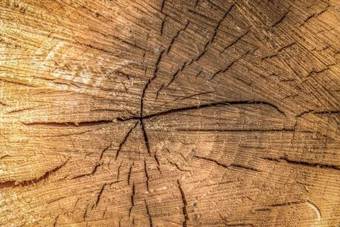 Log background close-up Stock Photos