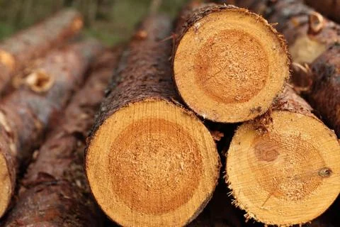 Log background Stock Photos