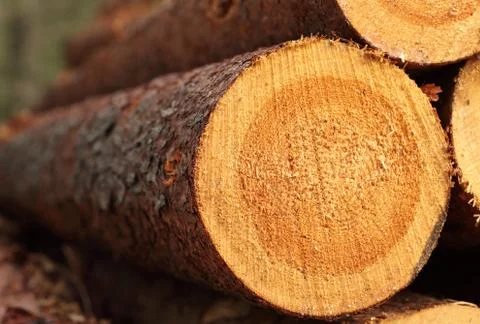 Log background Stock Photos