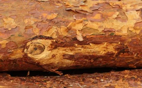 Log background Stock Photos