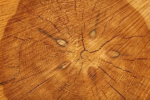 Log background Stock Photos