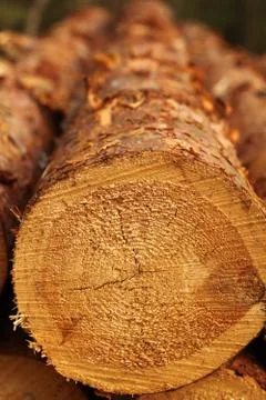 Log background Stock Photos