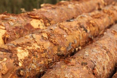 Log background Foto stock