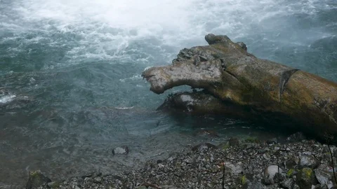 Log on the Bank of a Waterfall Stock Footage 93488255
