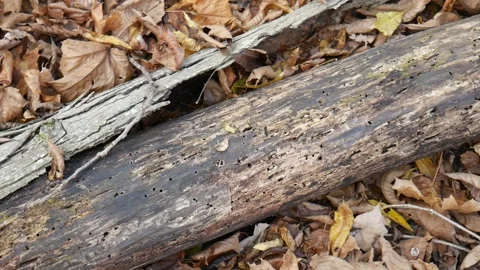 Log with bark fallen off of it Stock-Footage 141765736