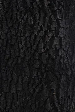 Log bark 库存照片