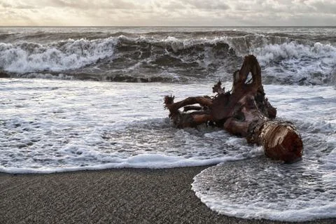 Log on the beach during a storm at sunset Stock Photos