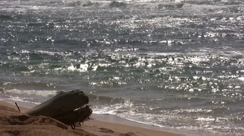 Log on Beach Stock Footage 6523641