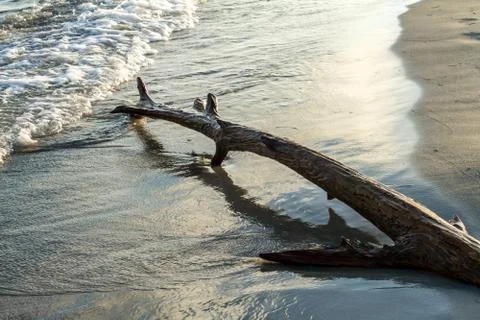 Log in the beach Stock Photos
