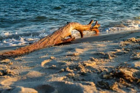 Log in the beach Stock Photos