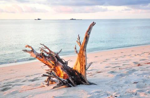 The log on the beach Stock Photos
