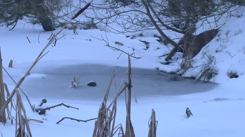 A Log Being Thrown Into an Ice Covered Lake Stock Footage 88996297