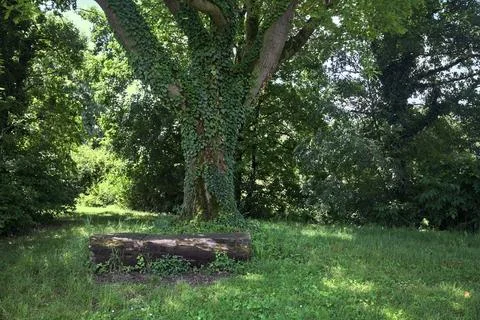 Log as a bench under a poplar Stock Photos