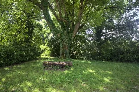 Log as a bench under a poplar Stock Photos