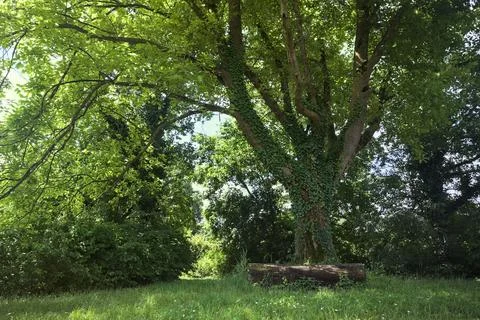 Log as a bench under a poplar Stock Photos