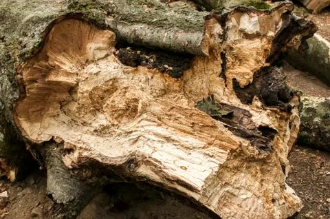 A log of big old beech closeup Stock Photos