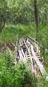 Log bridge on a forest path Foto stock