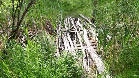 Log bridge on a forest path Foto stock