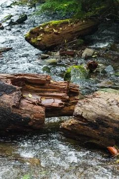 A log broken into multiple parts over a small stream, in Oswald West State Pa Stock Photos