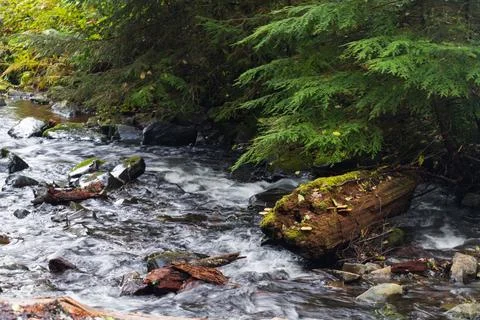 A log broken into multiple parts over a small stream, in Oswald West State Pa Stock Photos
