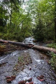 A log broken into multiple parts over a small stream, in Oswald West State Pa Stock Photos