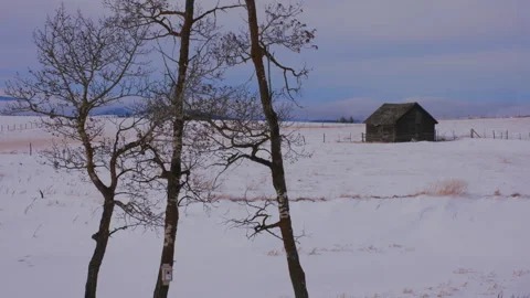 Log building and trees in winter landscape, 4k Stock Footage 165514701