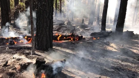 Log Burning Stock Footage 112897548