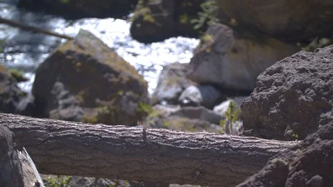 Log With a Butterfly Stock Footage 90582942