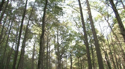 Log Cabin in the Woods Stock Footage 280677