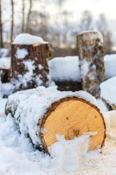 Log close up Stock Photos