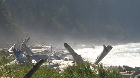 Log covered beach with waves Stock Footage 10746891