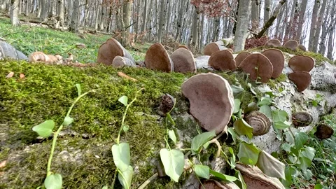 Log covered with lush moss, tree mushrooms and creepers 動画素材 257199367
