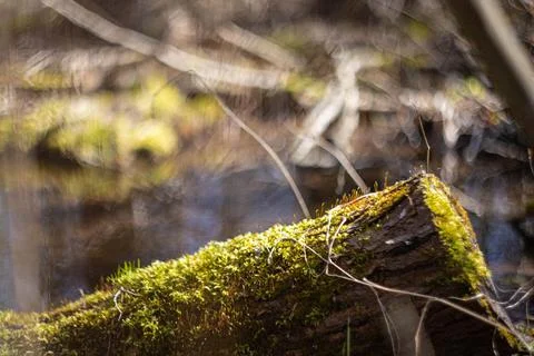 A log covered with moss on the background of a forest swamp Stock Photos