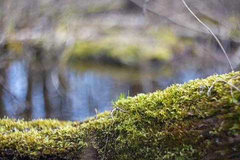 A log covered with moss on the background of a forest swamp Stock Photos