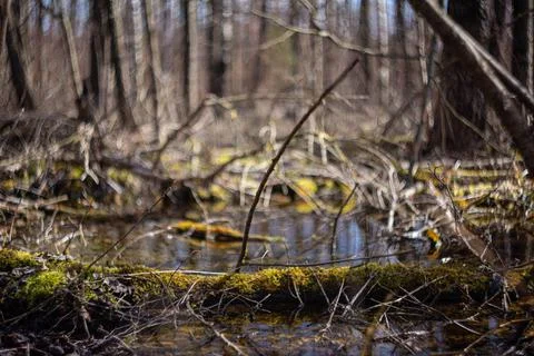 A log covered with moss on the background of a forest swamp Stock Photos