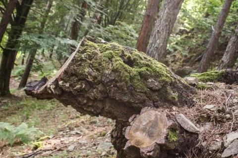 Log Covered in Moss Foto stock