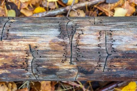 Log covered with traces of bark beetle in autumn forest. Tree trunk with dots Stock Photos