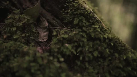 Log Covered in Wet Dripping Moss - Pan right Tilt down Stock Footage 145886952