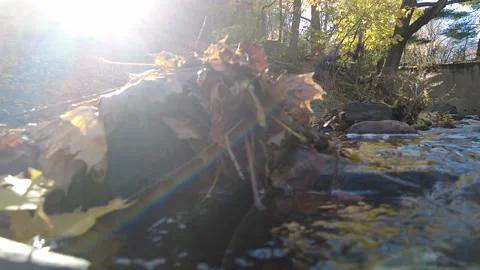 LOG IN A CREEK Stock Footage 193724505