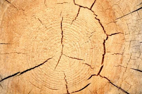 Log cross section Stock Photos