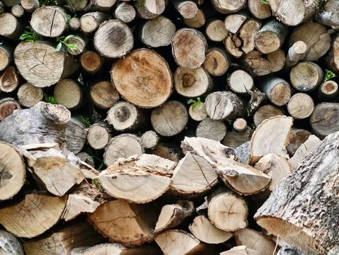 Log cross sections. Detailed view of stacked logs showing rings and bark te.. Stock Photos