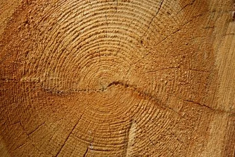Log cut, closeup Stock Photos