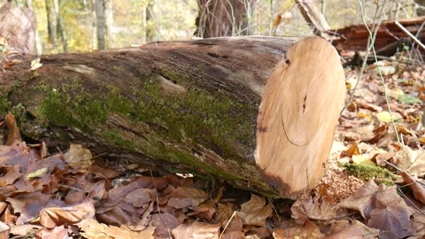 Log cut in half with green moss on the side 스톡 동영상 141764823