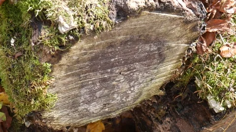 Log cut in half with green moss on the side Vídeo Stock 141764920